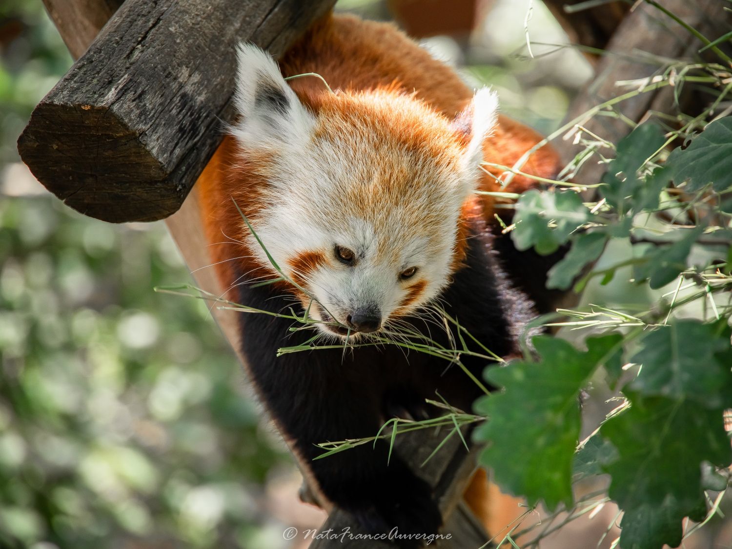 Panda roux Parc Animalier d'Auvergne juin 2023 by @NataFranceAuvergne-1423 (6)